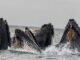 Ethereum Whale