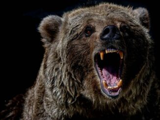 BTC's daily chart with indicators. (TradingView/CoinDesk)