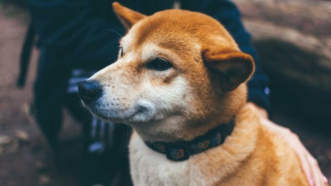 The 50-week SMA trends north and looks set to move above the 200-week SMA, confirming the golden cross in the coming weeks. (TradingView)
