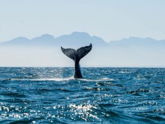 Wale im Wasser