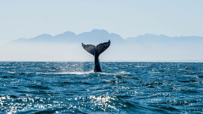 Wale im Wasser
