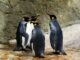 Market volatility rocks Pudgy Penguins’ $1.5B PENGU airdrop on Solana