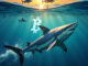 Mid-Sized Bitcoin Holders Break Records With 65K BTC Weekly Accumulation
