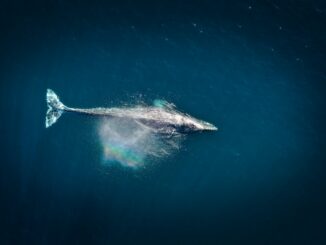 Whales Scoop $1.73B In ETH As Exchange Balances Hit Nine-Year Low