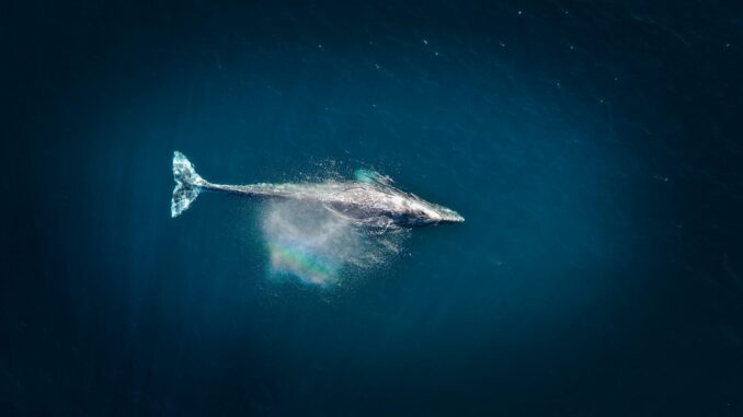 Whales Scoop $1.73B In ETH As Exchange Balances Hit Nine-Year Low
