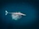 Whales Scoop $1.73B In ETH As Exchange Balances Hit Nine-Year Low