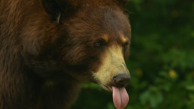 Michael Saylor Issues Rally Cry To Bitcoin Army: “Starve The Bears!”