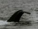Bitcoin Whales Could Drive Prices Down Further, Experts Warn