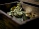 Massive Bitcoin Awakening: 2 Physical Coins Unlock $179 Million After 13 Years