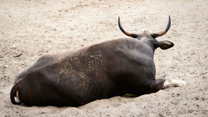 Bitcoin Bulls Loading Up As Whales And Sharks Buy The Dip