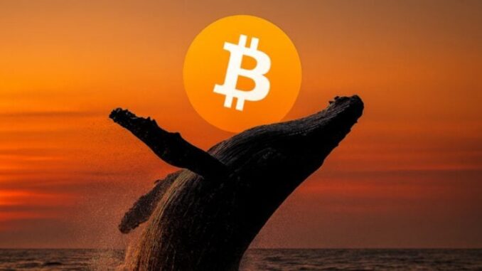 Bitcoin whale posts $50 million gain on BTC, ETH and SOL longs