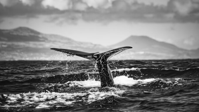 Mysterious Bitcoin Whale Transfers $40B After Years Of Silence