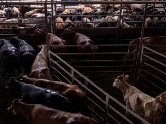 Trump postpones beef tariff cuts amid concerns from US cattle farmers