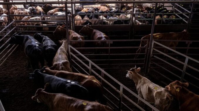 Trump postpones beef tariff cuts amid concerns from US cattle farmers