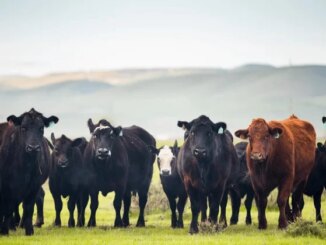 US to temporarily lower beef import tariffs, WSJ reports