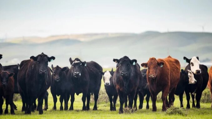 US to temporarily lower beef import tariffs, WSJ reports
