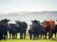 US to temporarily lower beef import tariffs, WSJ reports